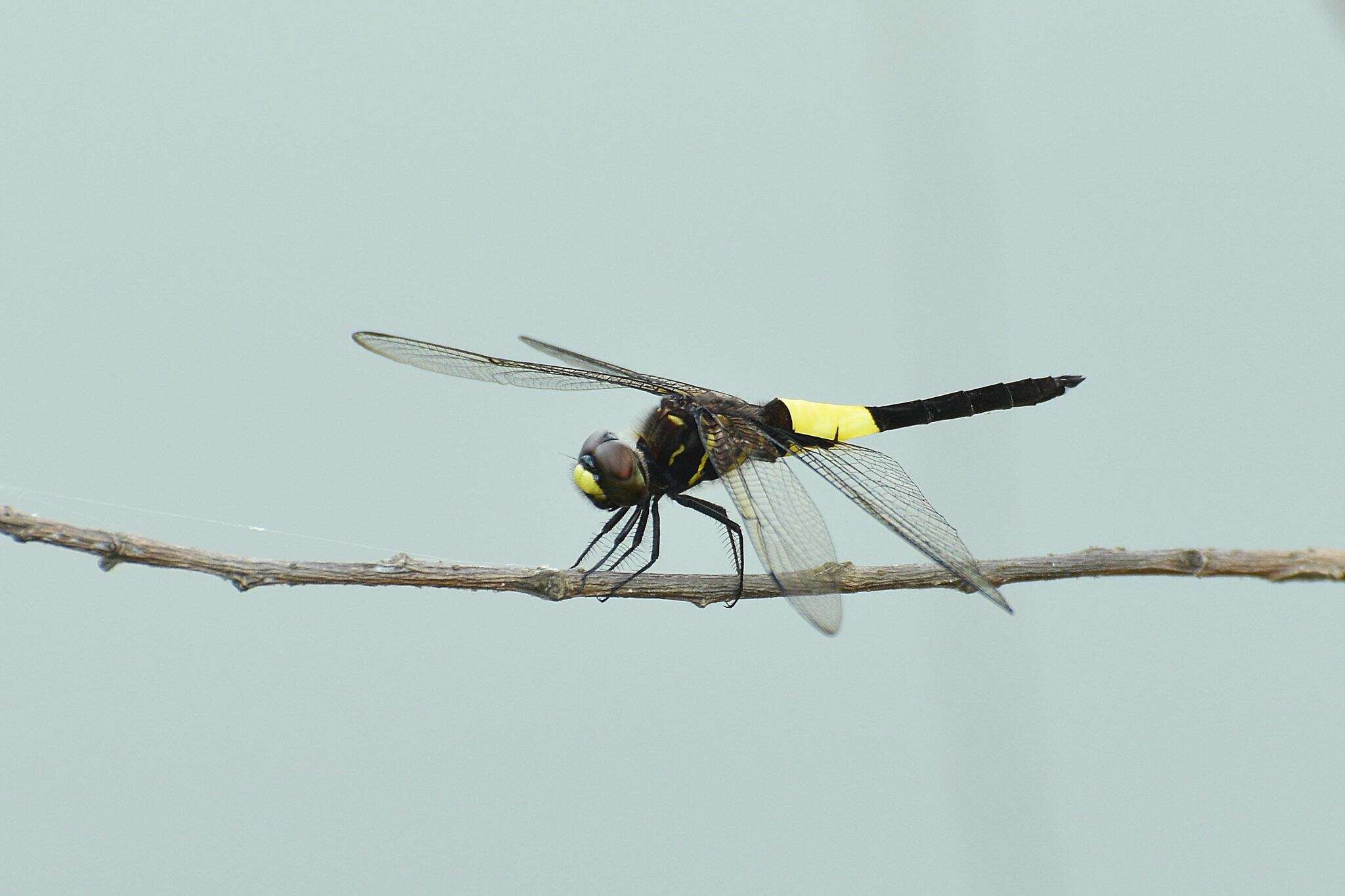 Imagem de Pseudothemis zonata (Burmeister 1839)