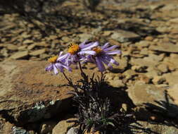 Image of Felicia clavipilosa subsp. clavipilosa