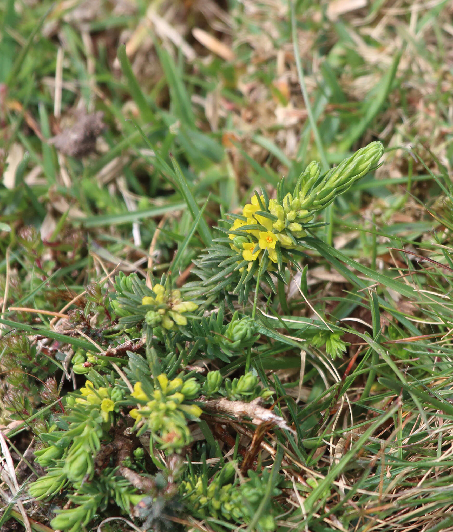 Image of Thymelaea coridifolia (Lam.) Endl.