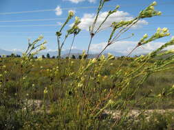 Image of Leucadendron flexuosum I. Williams