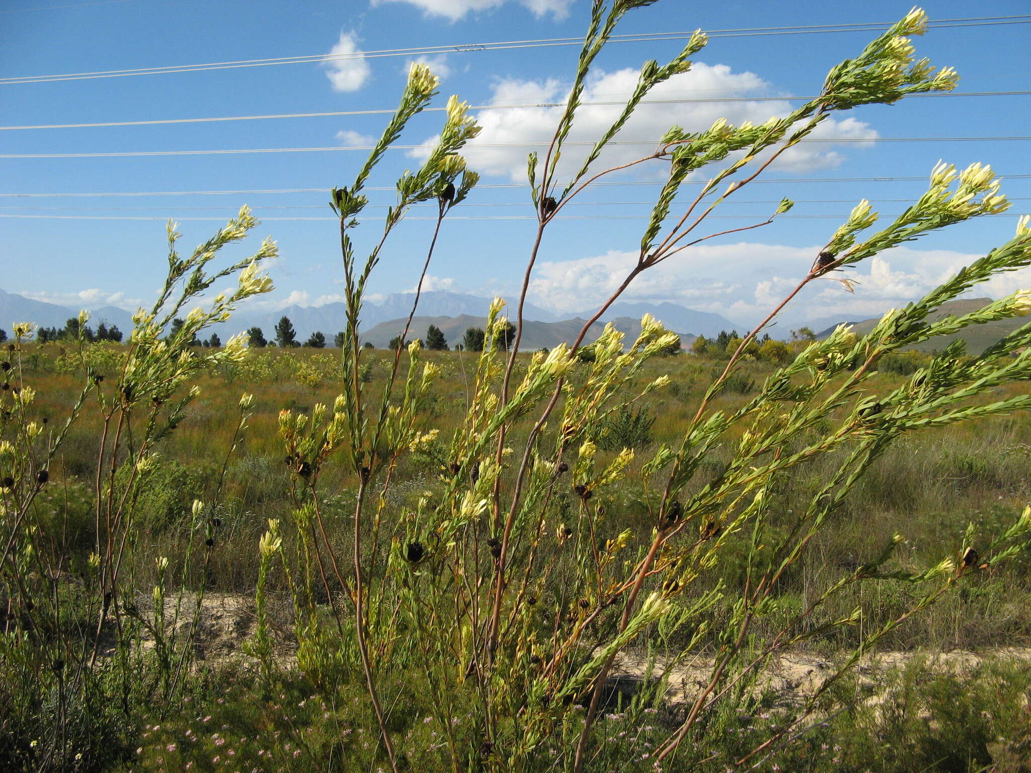 Image de Leucadendron flexuosum I. Williams