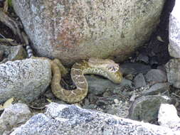 Imagem de Crotalus ruber lucasensis Van Denburgh 1920