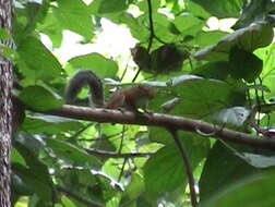 Image of Fire-footed Rope Squirrel