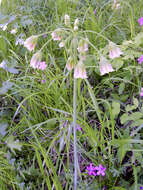 Image of Allium siculum subsp. dioscoridis (Sm.) K. Richt.