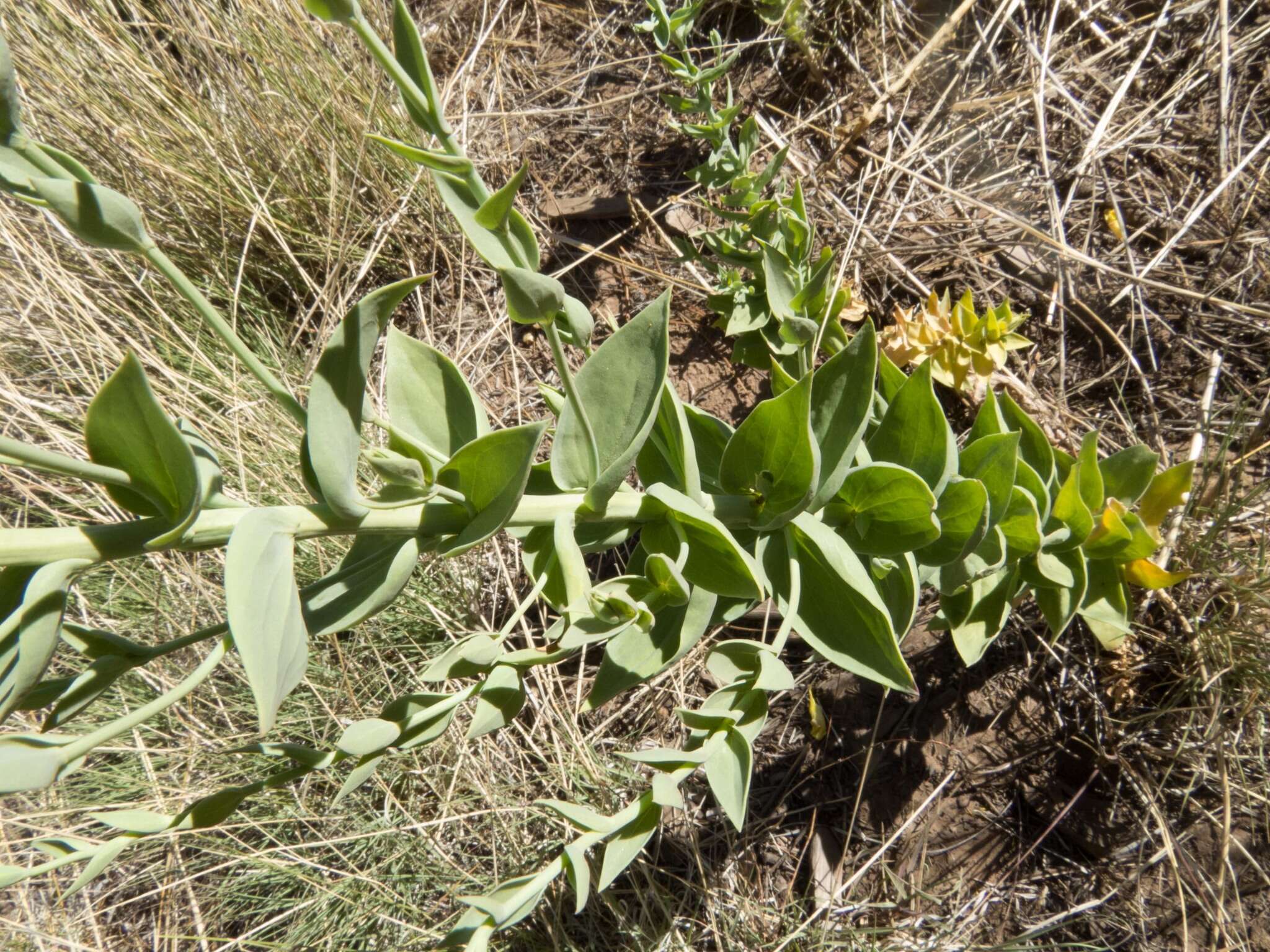 Image of Linaria dalmatica subsp. dalmatica