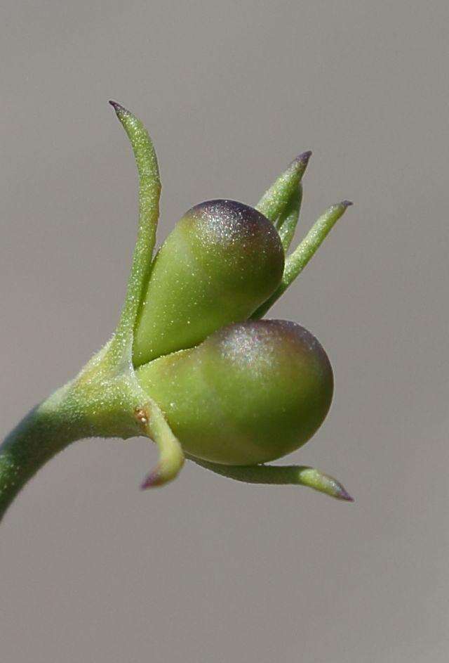 Image of Menodora juncea Harv.