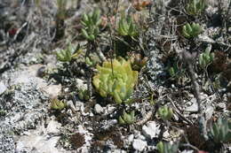 Image of Haworthia cymbiformis (Haw.) Duval