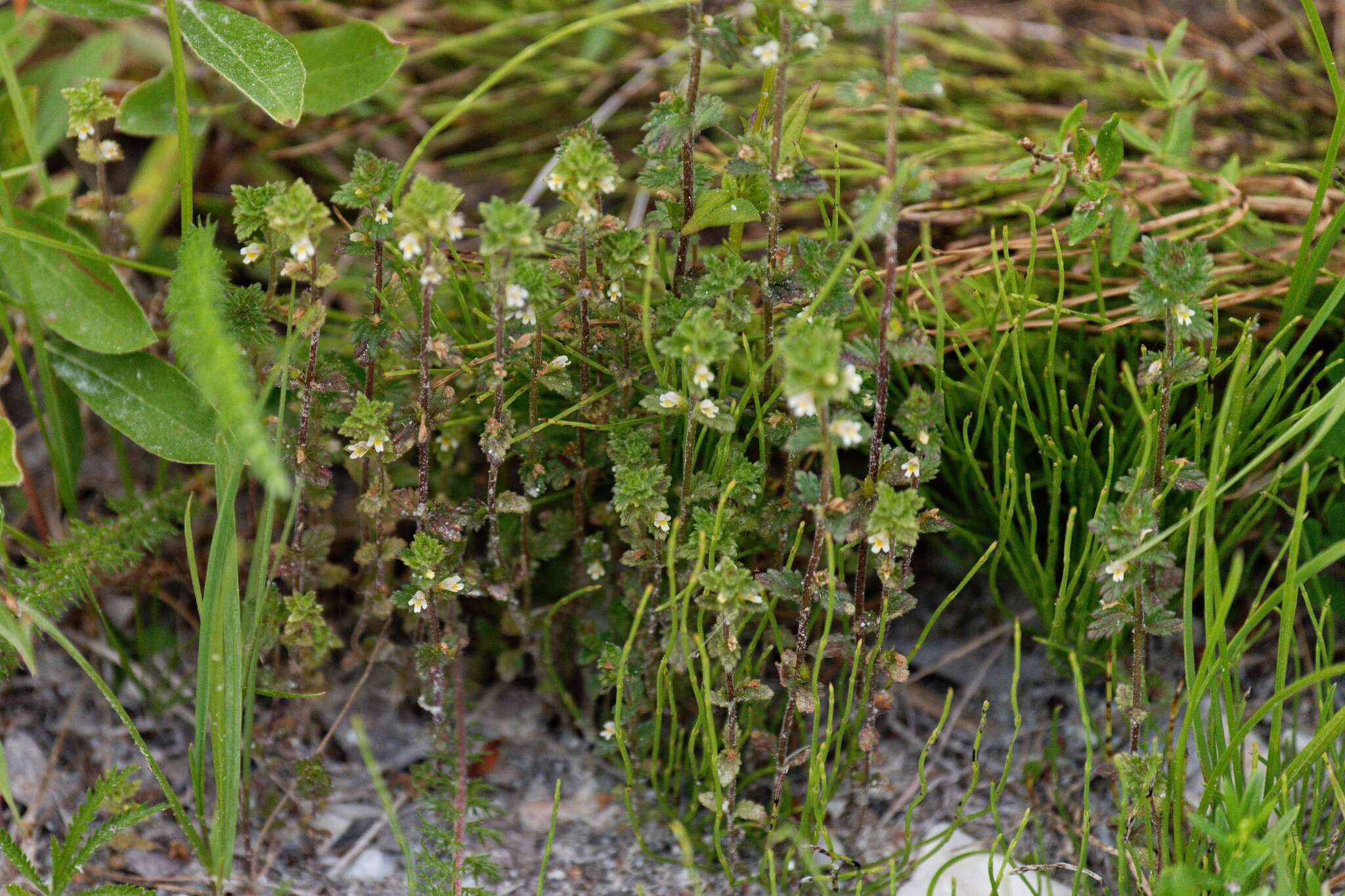 Imagem de Euphrasia subarctica Raup