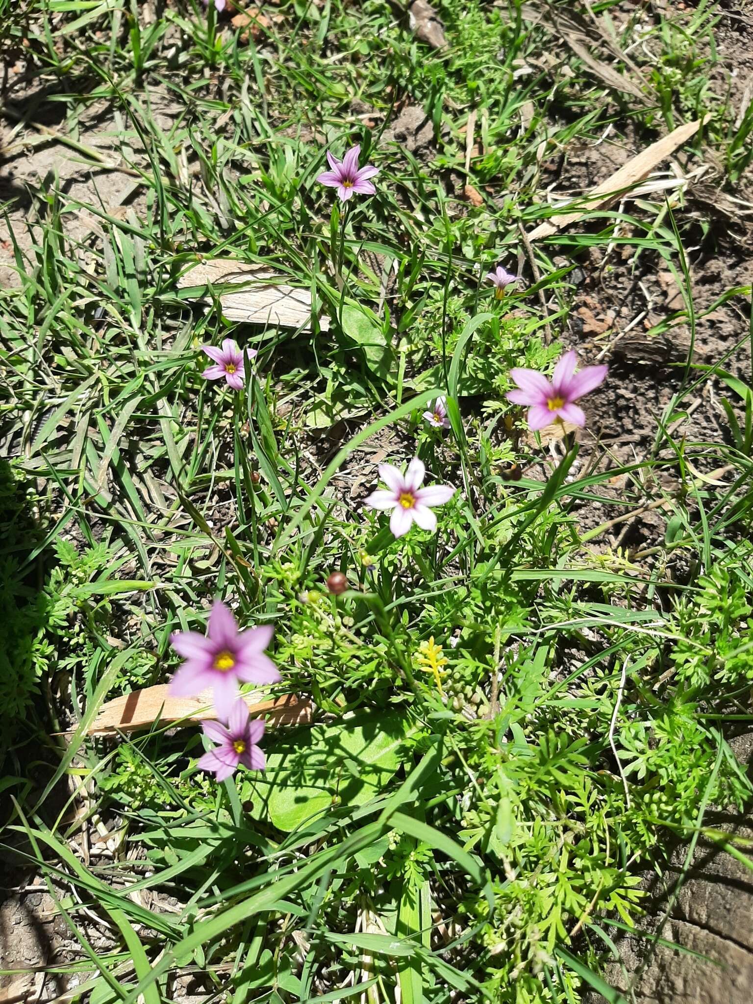 Sisyrinchium chilense Hook.的圖片