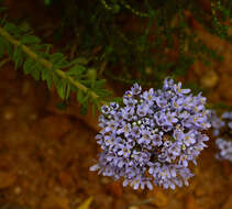 Image of Selago rotundifolia L. fil.