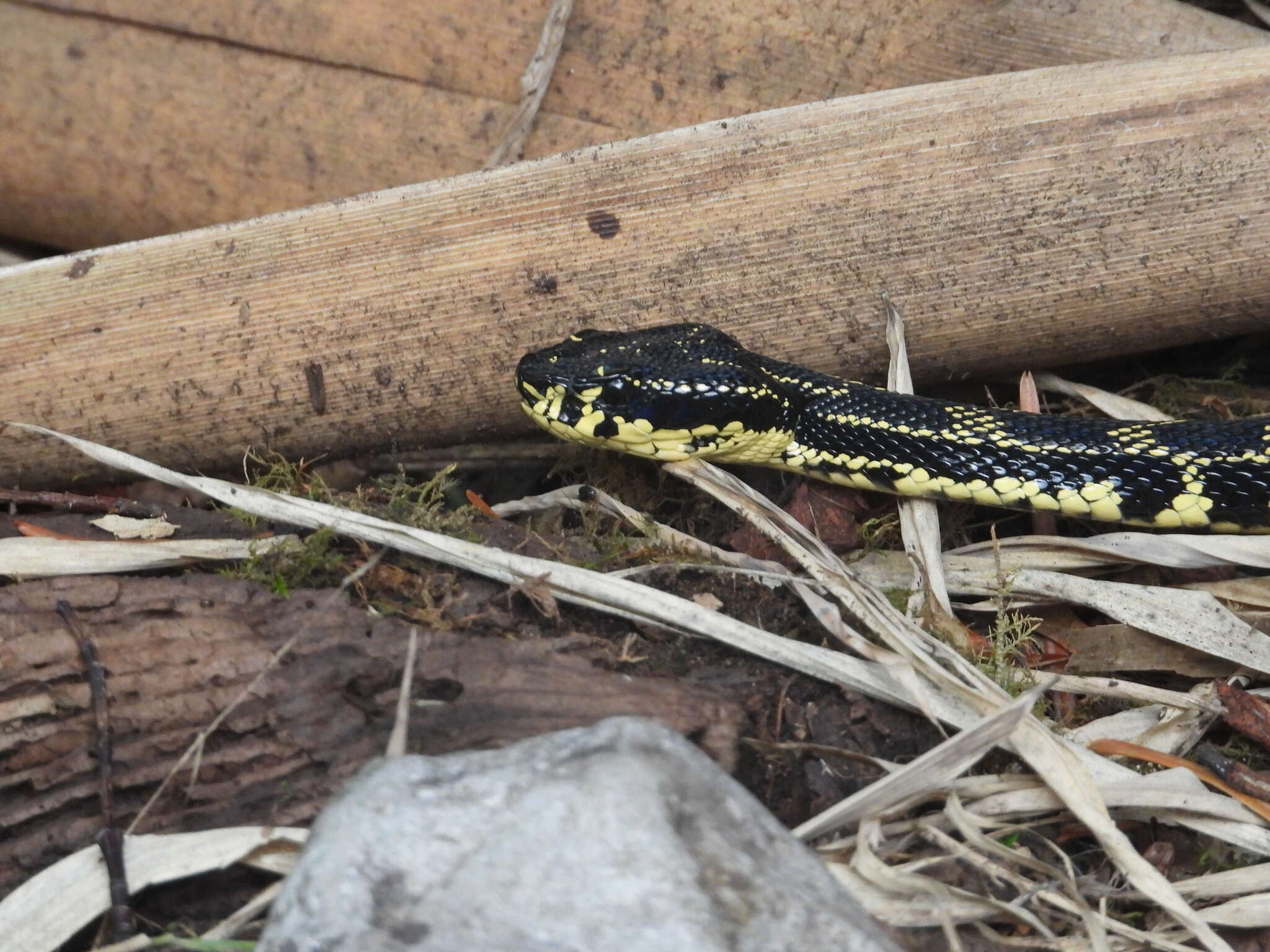 Protobothrops jerdonii (Günther 1875) resmi