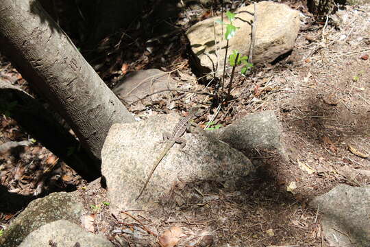 Image of Duméril's Madagascar Swift