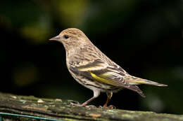 Image of Pine Siskin