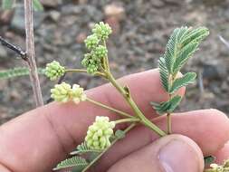 Image of Desmanthus fruticosus Rose