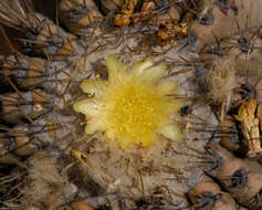 Image of Copiapoa cinerea (Phil.) Britton & Rose