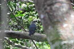 Image of Comoro Blue Pigeon