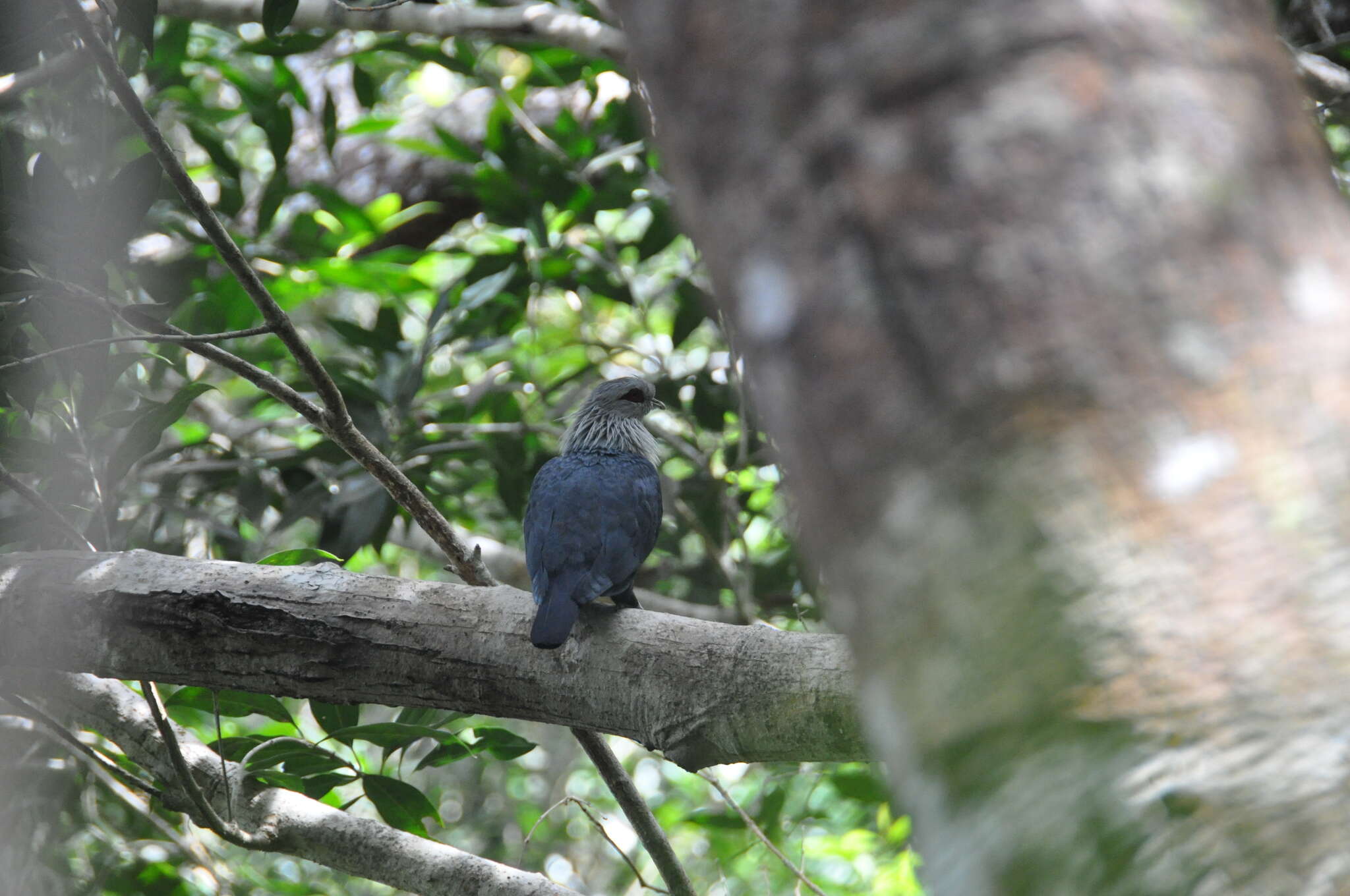 Image of Comoro Blue Pigeon