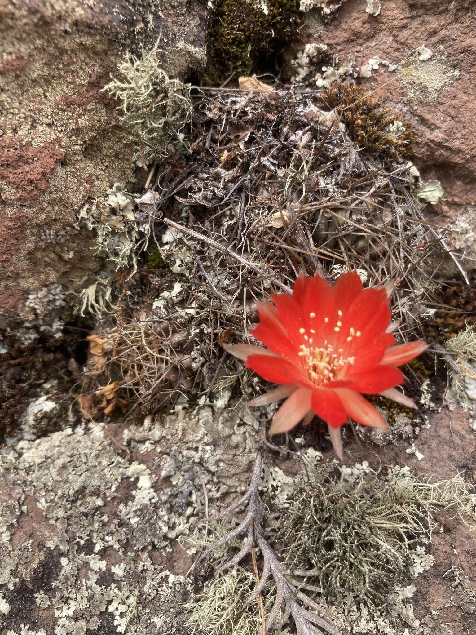 Echinopsis hertrichiana (Backeb.) D. R. Hunt resmi