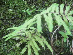 Plancia ëd Gleichenia polypodioides (L.) Sm.