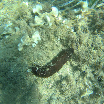 Image of white spot cucumber