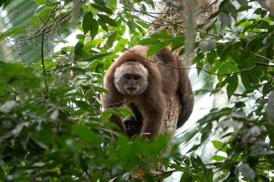 Image of Ecuadorian capuchin