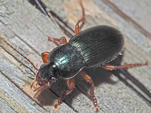 Image de Ophonus (Ophonus) laticollis Mannerheim 1825