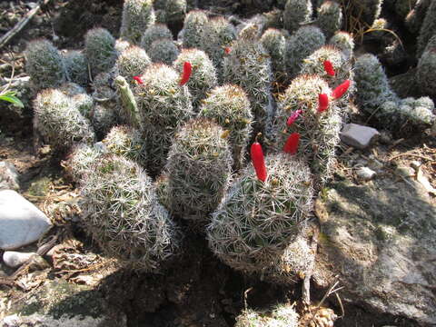 Image of Mammillaria sphacelata subsp. sphacelata