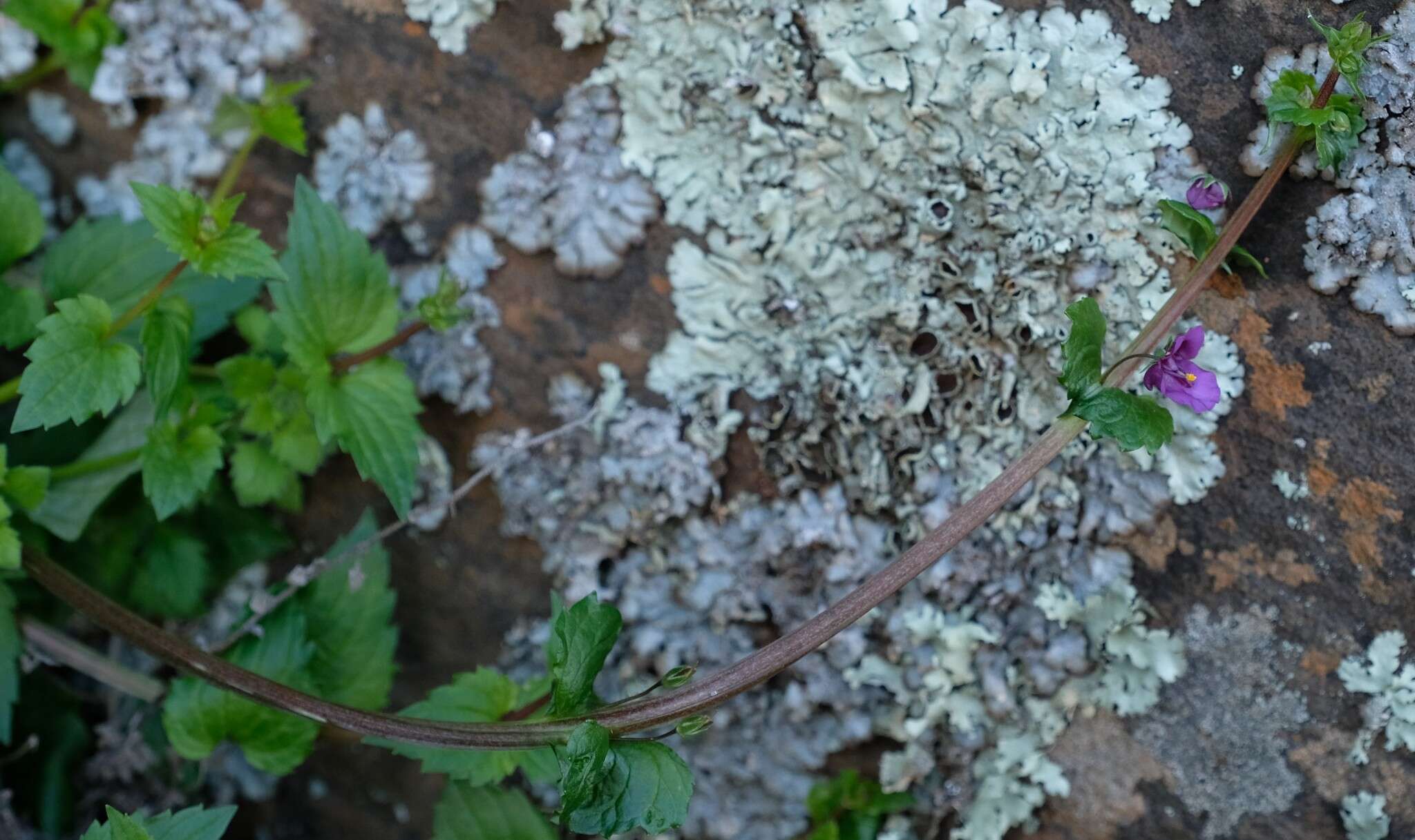 Image of Diascia dissimulans O. M. Hilliard & B. L. Burtt