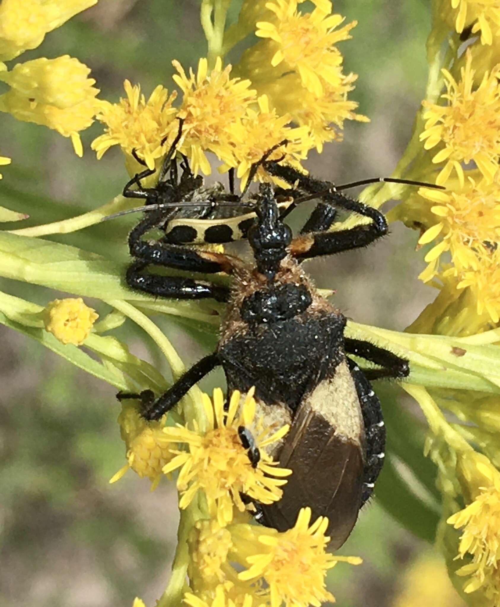 Plancia ëd Apiomerus lanipes (Fabricius 1803)