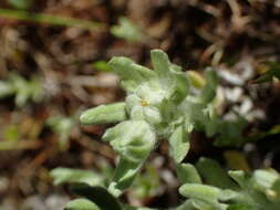 Image de Bombycilaena erecta (L.) Smolj.