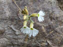 Image of Cheirostylis yunnanensis Rolfe