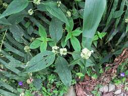 Image of Hedyotis uncinella Hook. & Arn.