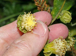 Image de Aetheolaena involucrata Cass.