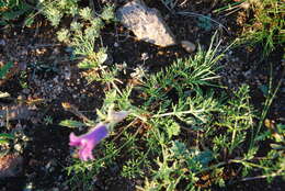 صورة Pulsatilla tenuiloba (Hayek) Juzepczuk