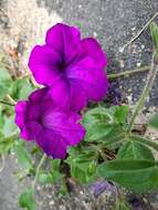 Image of petunia