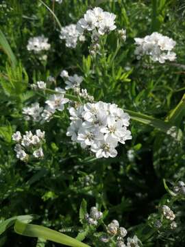 Image of Achillea ledebourii Heimerl