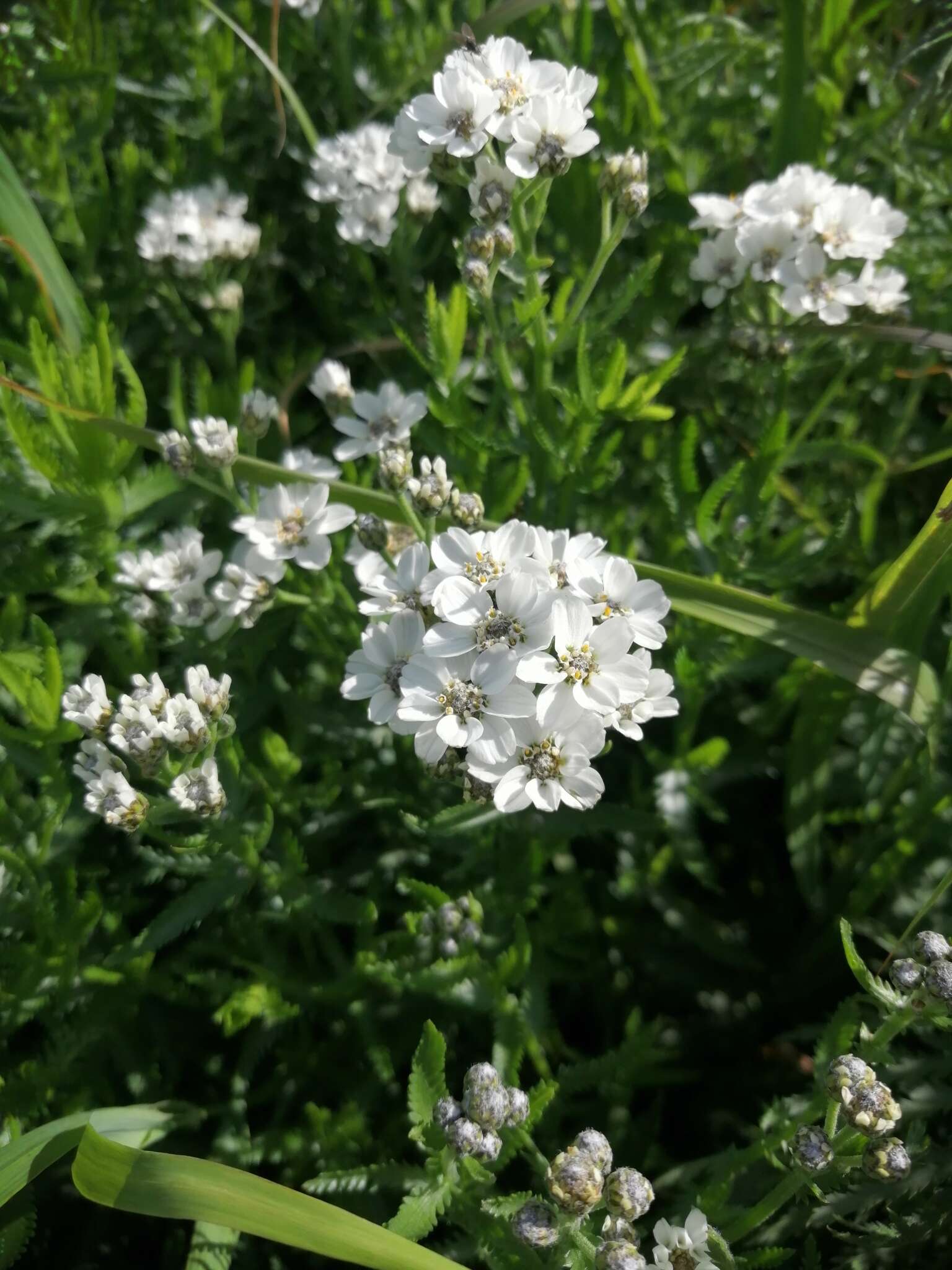 Achillea ledebourii Heimerl的圖片