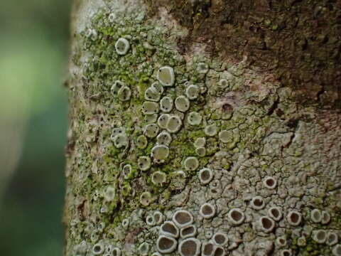 Image of Vouauxiella lichenicola (Linds.) Petr. & Syd. 1927