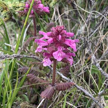 Image of Pedicularis transmorrisonensis Hayata