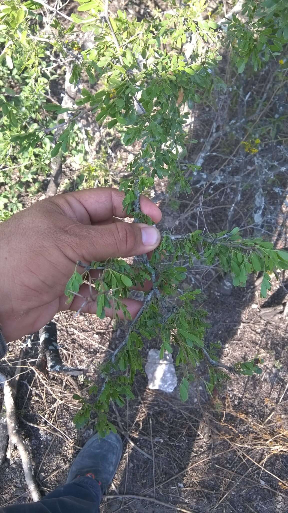 Image of blackbrush acacia