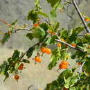 Image of wax currant