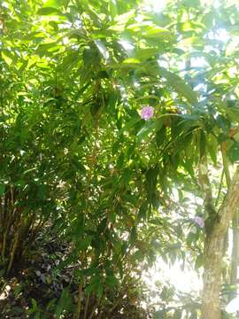 Image of largeflower brunfelsia