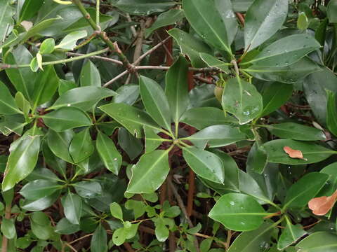 Image of Long-style stilt mangrove