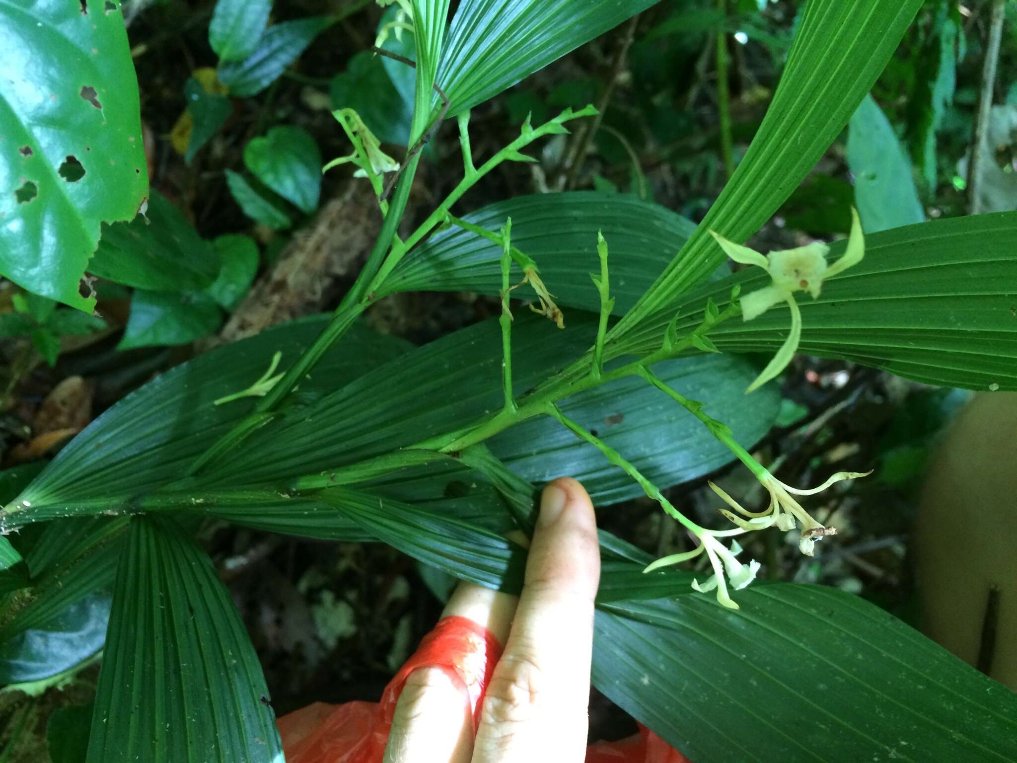 Image of crow orchid