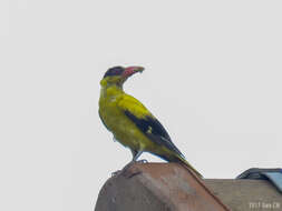 Image of Black-naped Oriole