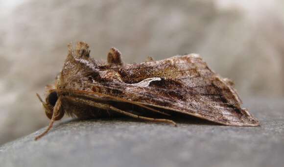 Image de Autographa rubidus Ottolengui 1902