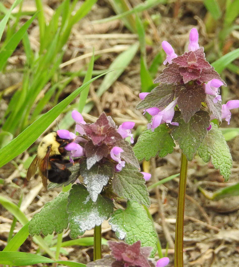 Imagem de Lamium purpureum var. purpureum