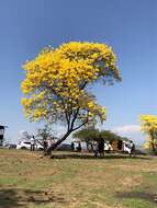 Imagem de Handroanthus billbergii (Bureau & K. Schum.) S. O. Grose