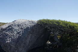 Image of Nothofagus gunnii (Hook. fil.) Oerst.