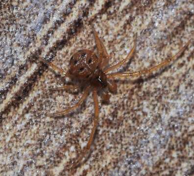 Image of Cobweb weaver